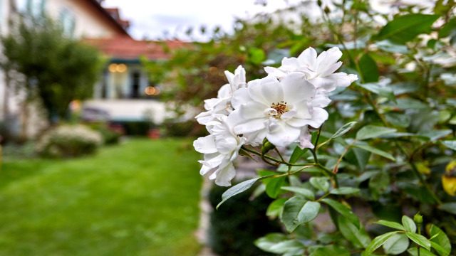 LInderhof Garten 640