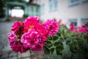 Rosen am Hotel Linderhof