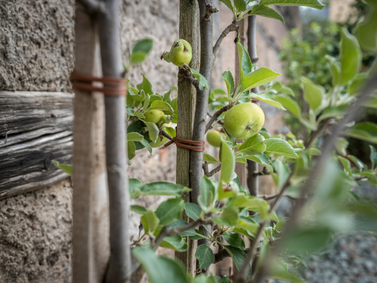 Spalierobst Apfelbaum