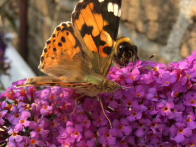 Sommerflieder mit Schmetterlingen