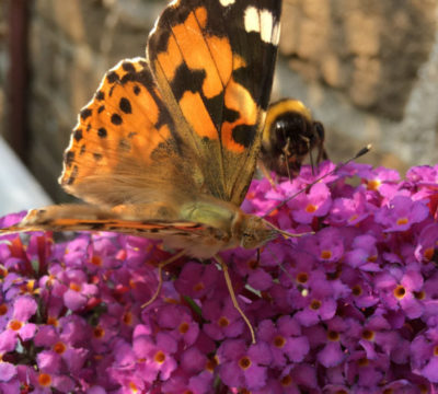 Sommerflieder mit Schmetterlingen