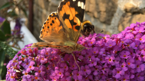 Sommerflieder mit Schmetterlingen